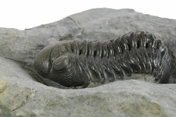 Morocconites Trilobite Fossil - Ofaten, Morocco #347295